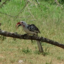 Toko Bird in Tarangire National Park